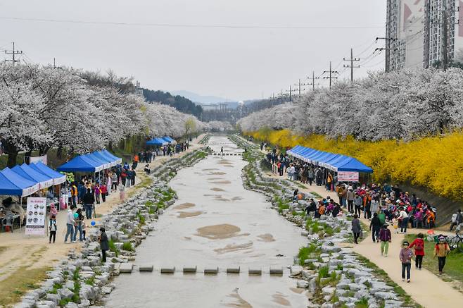 영주시 서원로 가로수길. 경북도 제공