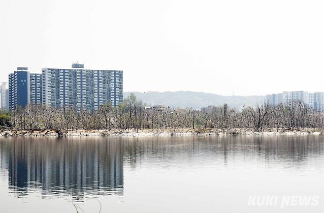 봄이면 수원시 팔달구 서호공원 내 인공섬에 가마우지가 나무마다 층층이 둥지를 지어 번식 한다. 인공섬 뒤로 보이는 사람사는 아파트보다 가마우지 아파트의 밀도가 더 빽빽해 보인다.&nbsp;