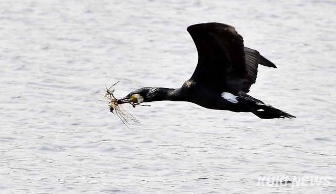 둥지 보수를 위해 가마우지가 풀과 나무가지를 물고 인공섬으로 향하고 있다.
