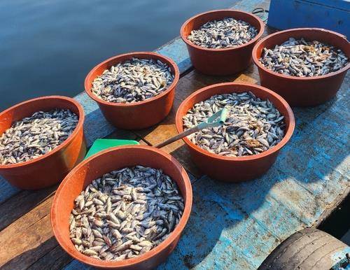 최근 고수온으로 죽은 거제 해상가두리 양식장 조피볼락 치어 [거제 어민 황덕성 씨 제공. 재판매 및 DB 금지]