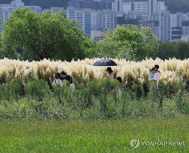 처서의 마법은 어디에 (부산=연합뉴스) 손형주 기자 = 여름이 지나 더위가 한풀 꺾이고 선선한 가을을 맞이하게 된다는 절기인 처서를 맞은 22일 부산 강서구 대저생태공원에 가을 정취가 물씬 풍기는 팜파스가 만개했다. 무더운 날씨 속에 시민들이 우산이나 양산을 쓰고 햇빛을 피하고 있다. 2024.8.22 handbrother@yna.co.kr