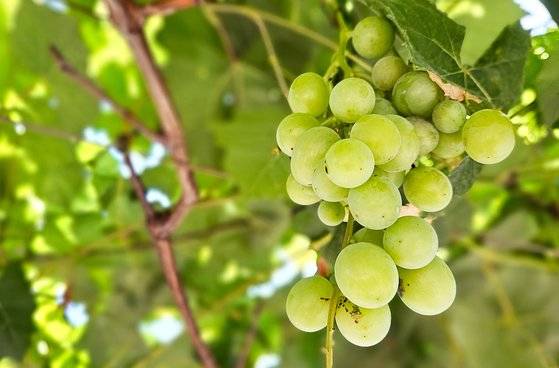 경북 안동과 포항이 이육사의 ‘청포도’가 제 고장에서 쓰인 시라며 맞서고 있다. 이른바 ‘청포도 전쟁’이다. 누가 이기든, 문학 작품을 소재로 한 원조 논쟁이 흥미로워 보인다.