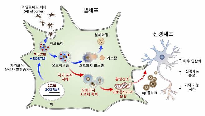 별세포(성상 교세포)의 자가포식 관련 유전자의 조절은 알츠하이머 치매환자의 뇌안에서 아밀로이드 베타 (Aβ)를 효과적으로 제거하는데 작용하는 중요한 기전임을 증명.[KIST 제공]