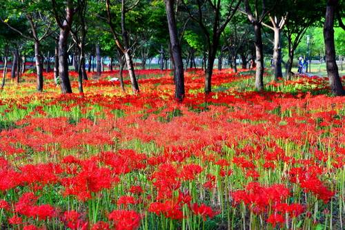 꽃무릇으로 뒤덮인 선운산도립공원