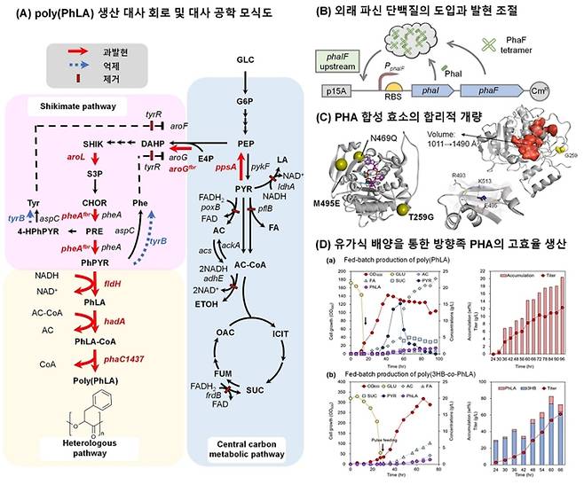 방향족 폴리에스터 생산 미생물 개발 상세전략. KAIST