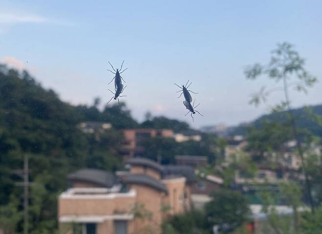 서울 종로구 한 가정집 창문에 붙어있는 러브버그. [연합]