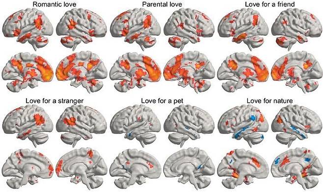 사랑 유형에 따라 활성화되는 뇌 부위들  연인, 자녀, 친구, 낯선 사람, 반려동물, 자연에 관한 짧은 사랑의 글을 제시하고 이를 깊이 생각하게 한 다음 기능적 자기공명영상(fMRI)으로 뇌 활동을 측정한 결과 사랑 종류에 따라 뇌 활성화 영역과 활성화 정도가 다른 것으로 나타났다. [Pärttyli Rinne et al. 2024, Aalto University 제공. 재판매 및 DB 금지]