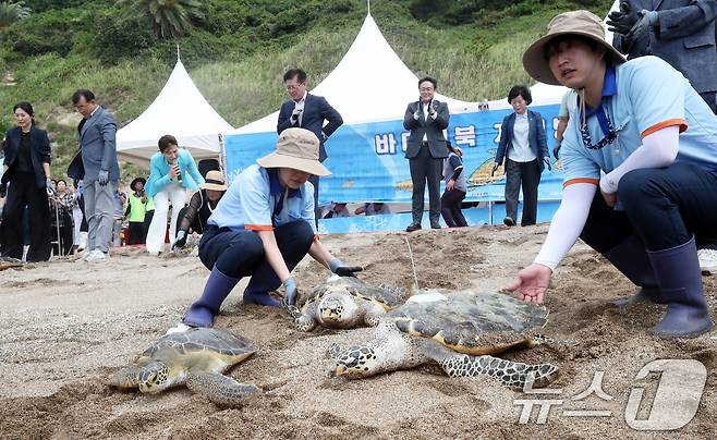 28일 오전 제주 서귀포시 중문 색달해수욕장에서 열린 바다거북 방류행사에서 바다거북이 바다로 향하고 있다. 이날 방류된 바다거북 9마리 중 5마리는 해양수산부가 지원한 인공증식 사업으로 탄생했고, 나머지 4마리는 구조돼 치료를 마친 개체다. 2024.8.28/뉴스1 ⓒ News1 오현지 기자