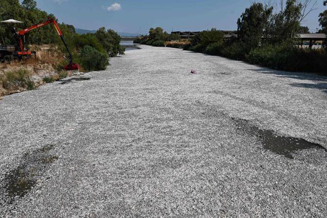 한 작업자가 28일 그리스 중부 볼로스 인근 시리아강을 뒤덮은 물고기 사체 수거 작업을 하고 있다. 전문가들은 카를라 호수가 지난해 기록적인 홍수로 평소보다 불어났던 물이 급격하게 줄어들자 민물고기들이 볼로스만으로 흘러들어왔고 이로 인해 바다에서 생존할 수 없는 물고기들이 떼죽음을 당했을 가능성이 크다고 말했다. 지난해 홍수 이후 이 지역을 찾는 관광객이 이미 80% 가까이 급감한 상황에서 이 같은 일까지 발생해 관광업종에 큰 타격을 받을 것으로 예상하고 있다. 볼로스=AFP 연합뉴스