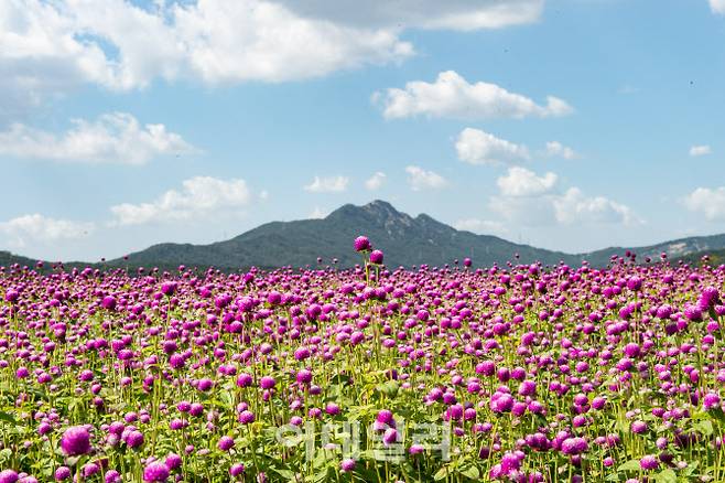 양주 나리농원.(사진=경기관광공사)