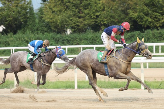 Rookie Stakes@서울 특별경주 우승의 캡틴피케이