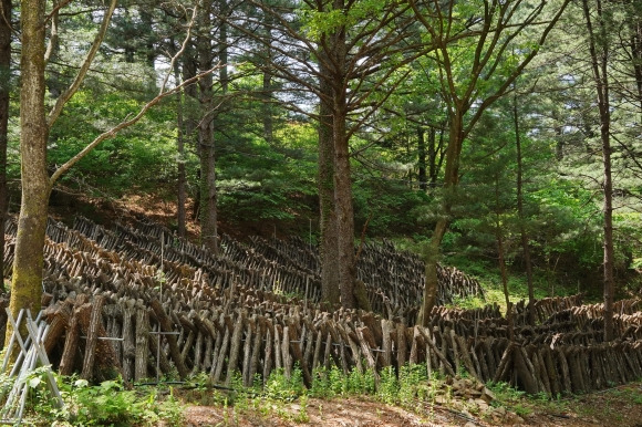 표고버섯 재배지. 산림청