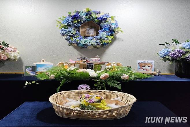 제주에 사는 박송이씨는 반려 고양이의 화장을 육지에 있는 한 한 장묘업체에서 진행했다. 박송이씨 제공
