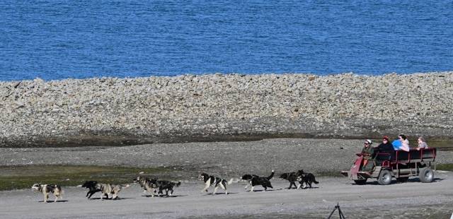 스발바르 공항 인근에서 주민들이 개가 끄는 마차로 이동하고 있다. 주민들은 겨울에는 썰매, 여름에는 마차를 이동수단으로 한다.