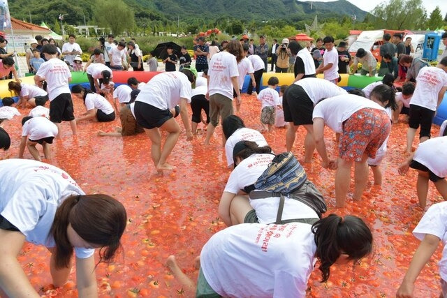 전북 장수군 장수읍 누리파크에서 열린 제17회 장수 한우랑사과랑 축제를 찾은 관광객들이 대형 토마토 풀장에서 토마토 속에 숨겨진 금반지를 찾고 있다. 장수군 제공