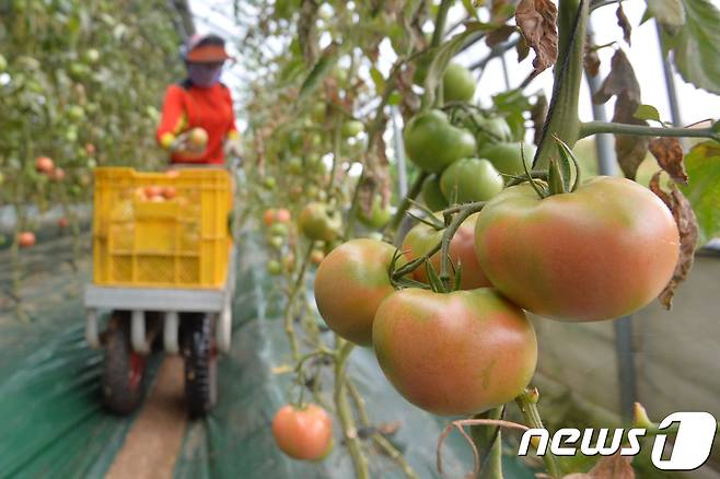 경북 포항시 남구 연일읍 토마토 농장 ⓒ News1 최창호 기자