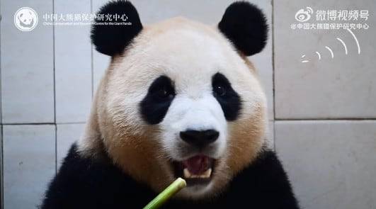 중국판다보호연구센터가 지난달 30일 푸바오가 건강하다며 공개한 영상 일부. /웨이보