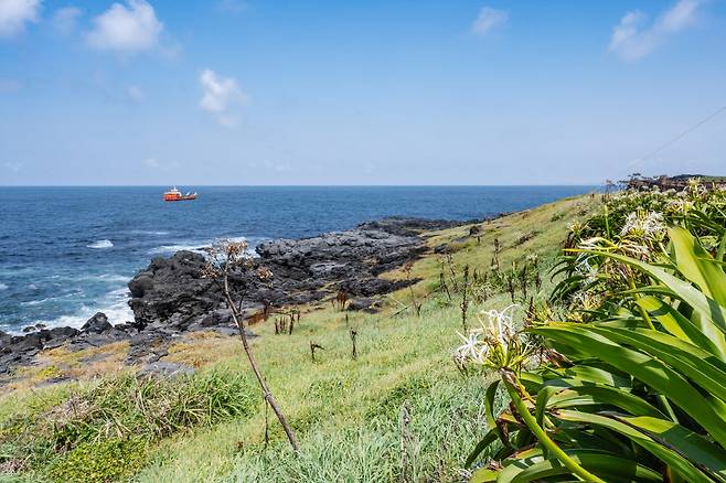 마라도를 걷다 보면 희귀식물인 문주란꽃도 만날 수 있다