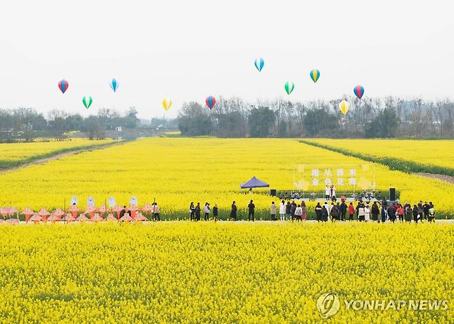 중국 유채밭 [신화 연합뉴스 자료사진]