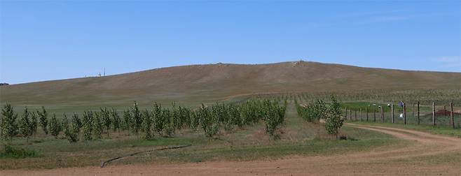 몽골 투브주 바얀촉트 내에 조성된 ‘KB국민의 맑은 하늘 숲 1호’의 모습. 2019년부터 5년간 조성한 1호 숲의 규모는 70ha에 달한다. KB국민은행 제공
