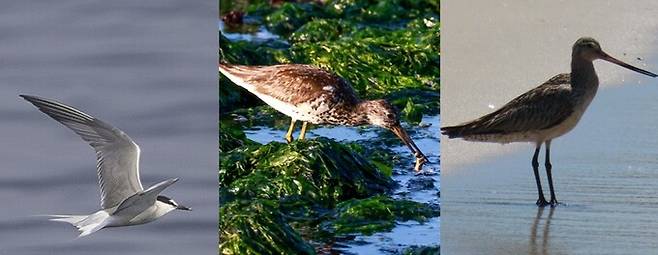 울산에서 발견된 희귀조류들. 왼쪽부터 알류샨제비갈매기와 청다리도요사촌 , 큰뒷부리도요의 모습.&nbsp;짹짹휴게소·울산시 제공