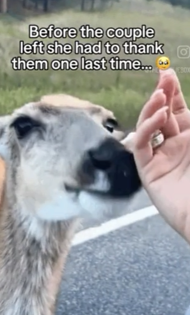 image.png 포텐간 도움을 요청하는 엄마사슴 숏츠 짜집기임