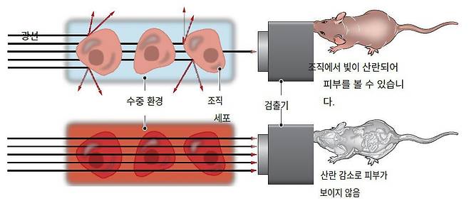 조직 세포의 내부 물질마다 빛이 꺾이는 정도인 ‘굴절률’이 다르면 불투명해진다(위). 타트라진이 세포 내부 물질의 굴절률을 맞춰 빛 산란을 줄이면 투명해진다./Science