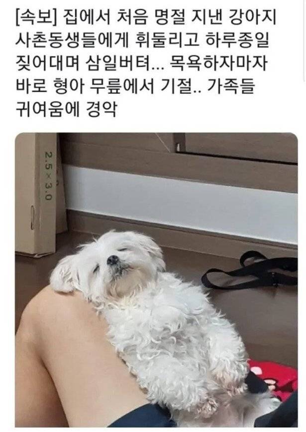 견생 첫 명절을 보낸 강아지.jpg