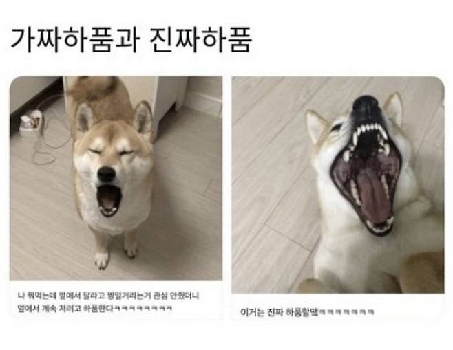 진짜와 가짜 하품 차이