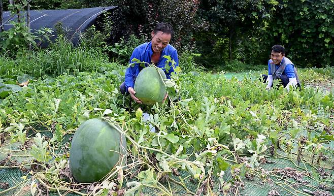 광주광역시 북구 금곡동 무등산수박 정보화마을 기슭 노지에서 8월1일 무등산수박 재배 농민들이 수박계의 명품으로 불리는 ‘무등산수박’을 출하하고 있다 ⓒ무등일보