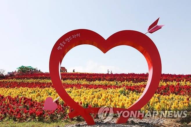 병풍도 맨드라미 축제 [신안군 제공·재판매 및 DB 금지]