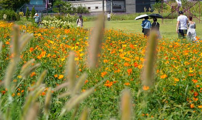 지난달 30일 서울 종로구 열린송현녹지광장에 코스모스가 피어있다. 사진=유희태 기자&nbsp;