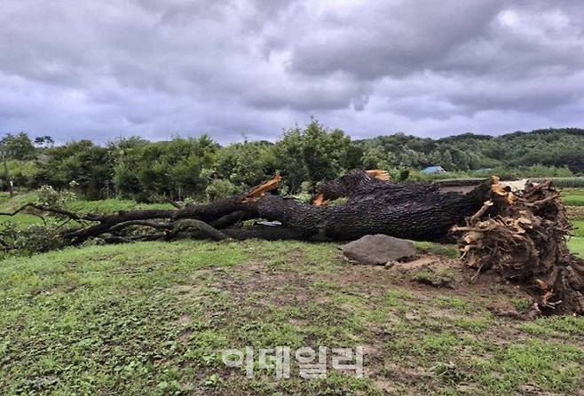 포천 초과리 오리나무’(사진=국가유산청)