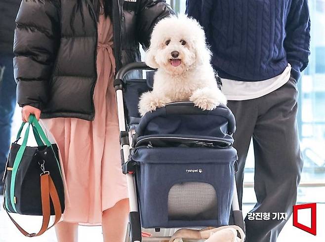 사진은 기사의 특정 내용과 관련 없음. 서울 김포공항에서 탑승객이 강아지와 함께 탑승 수속을 밟기 위해 이동하고 있다. 사진=강진형 기자aymsdream@