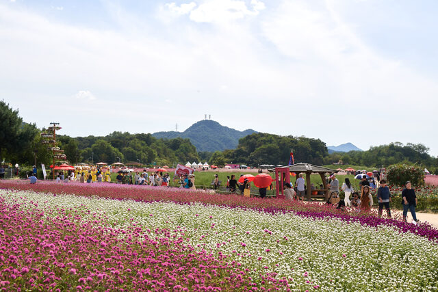 지난해 천일홍 축제를 찾은 시민들이 나리공원 내 활짝 핀 꽃들 사이를 걷고 있다. 양주시 제공