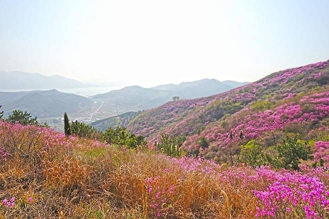 영취산 진달래 군락지.