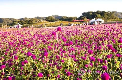 양주 천일홍 축제 [양주시 제공. 재판매 및 DB 금지]