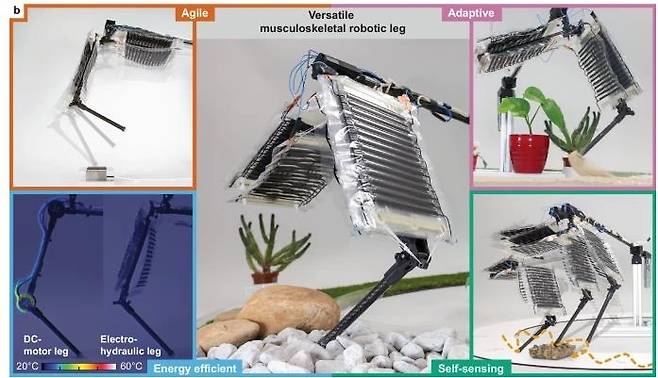 '인공 근육' 달린 로봇 다리 [네이처 커뮤니케이션즈 홈페이지 캡처. 재판매 및 DB 금지]