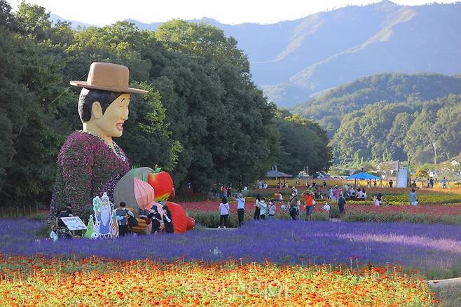 가을꽃 활짝 피어난 함양 상림공원/사진-함양군