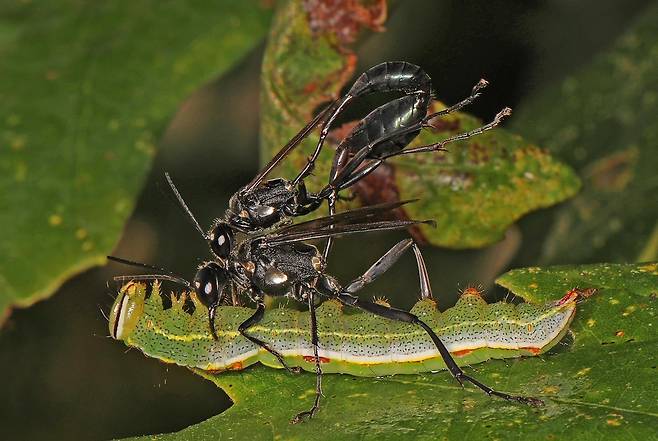 암컷 나나니가 새끼 포식용으로 붙잡은 애벌레 위에서 수컷과 짝짓기를 하고 있다./Southern Piedmont Nature History Facebook