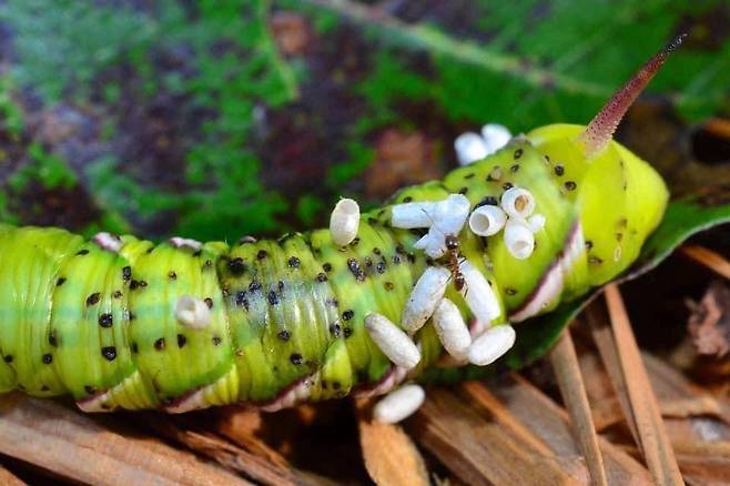 돌바나방 애벌레 몸을 파먹고 무럭무럭 자란 고치벌 새끼가 우화하고 있다./Southern Piedmont Nature History Facebook