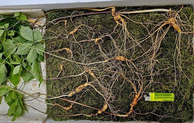 ▲ 순천 모후산서 발견된 천종산삼 [한국전통심마니협회]