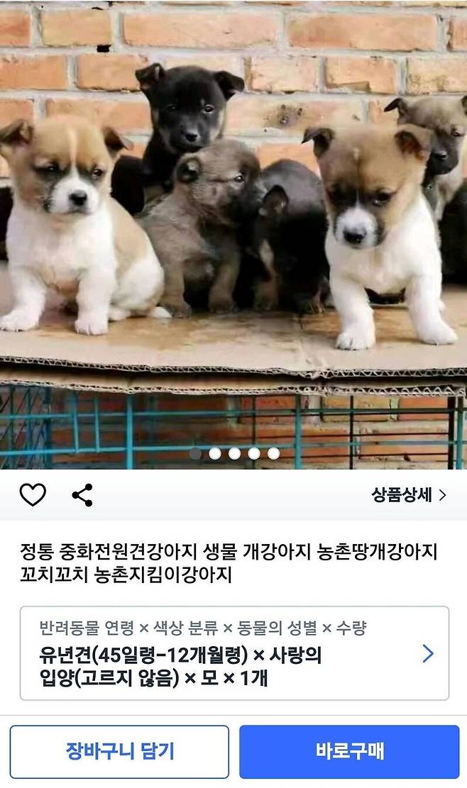 오픈마켓에 올라온 강아지 판매글/사진=블라인드