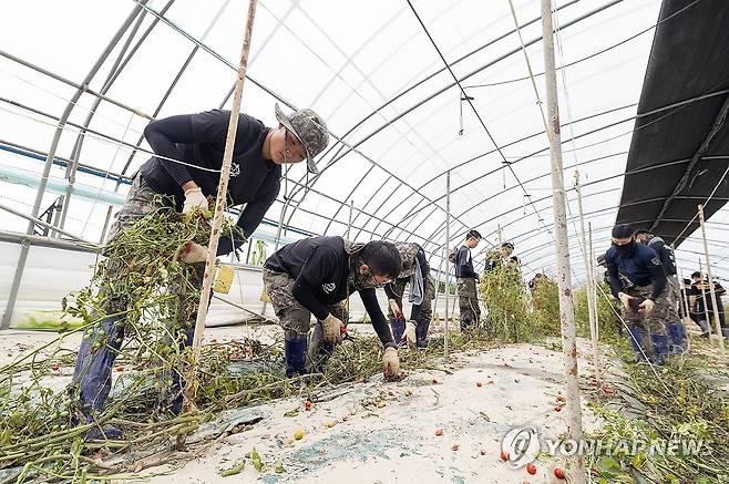 수해 현장 복구 나선 군 장병들 (익산=연합뉴스) 지난주 기록적인 폭우로 침수 피해를 본 전북 익산시 한 시설하우스에서 16일 육군 35사단 장병들이 수해 복구 작업에 힘을 보태고 있다. 2024.7.16 [익산시 제공. 재판매 및 DB금지] jaya@yna.co.kr