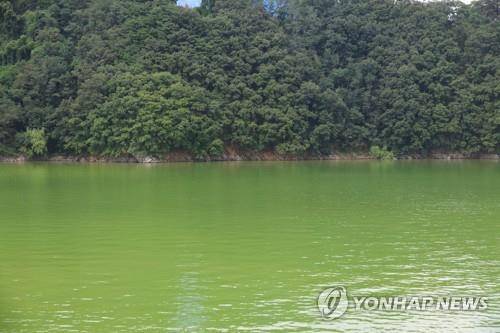 녹조 가득한 대청호 [연합뉴스 자료사진]