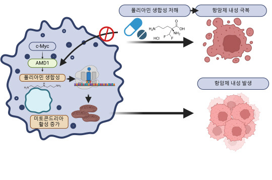 BRAF 억제 항암제 내성 발생 기전.