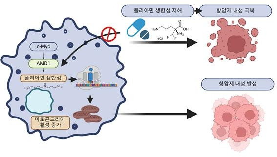 흑색종의 BRAF 억제 항암제 내성 발생 원리 [KIST 제공. 재판매 및 DB 금지]