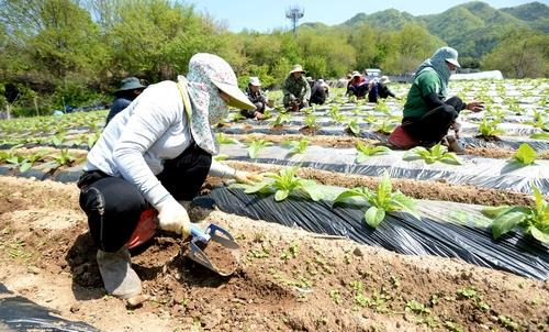 화천지역 외국인 계절근로자  [연합뉴스 자료사진]