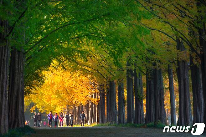 전남 담양 메타세쿼이아길.(담양군 제공)