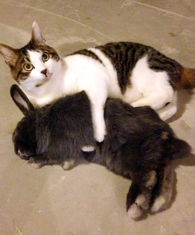 image.png 고양이와 토끼가 친한 이유